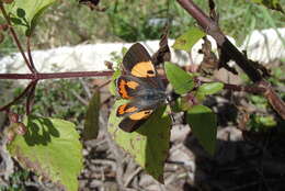 Imagem de Pseudalmenus chlorinda (Blanchard 1848)