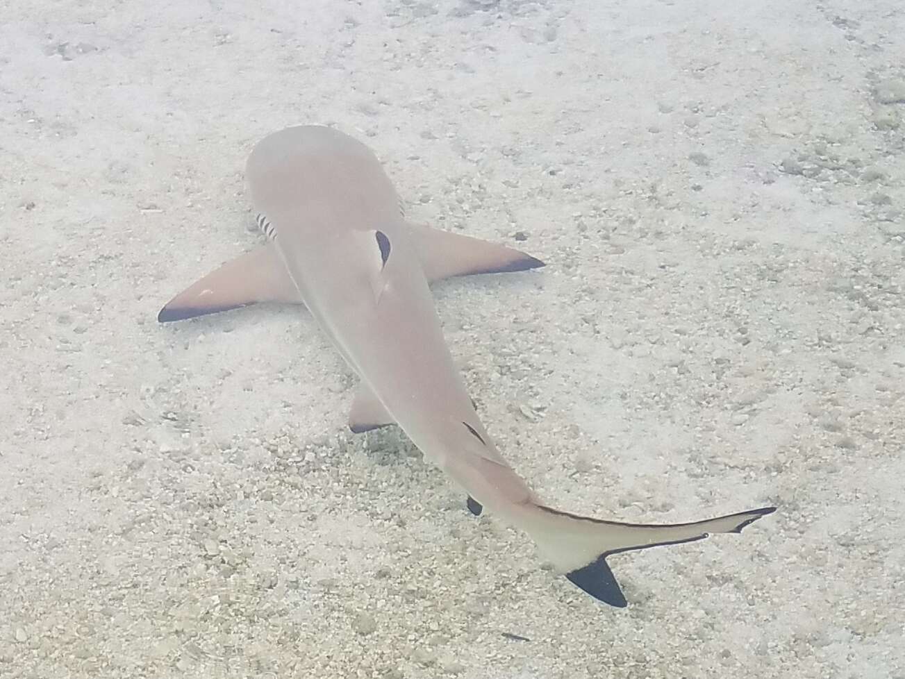 Image de Requin à pointes noires