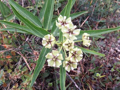 Image of spider milkweed