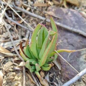 Sivun Circandra serrata (L.) N. E. Br. kuva