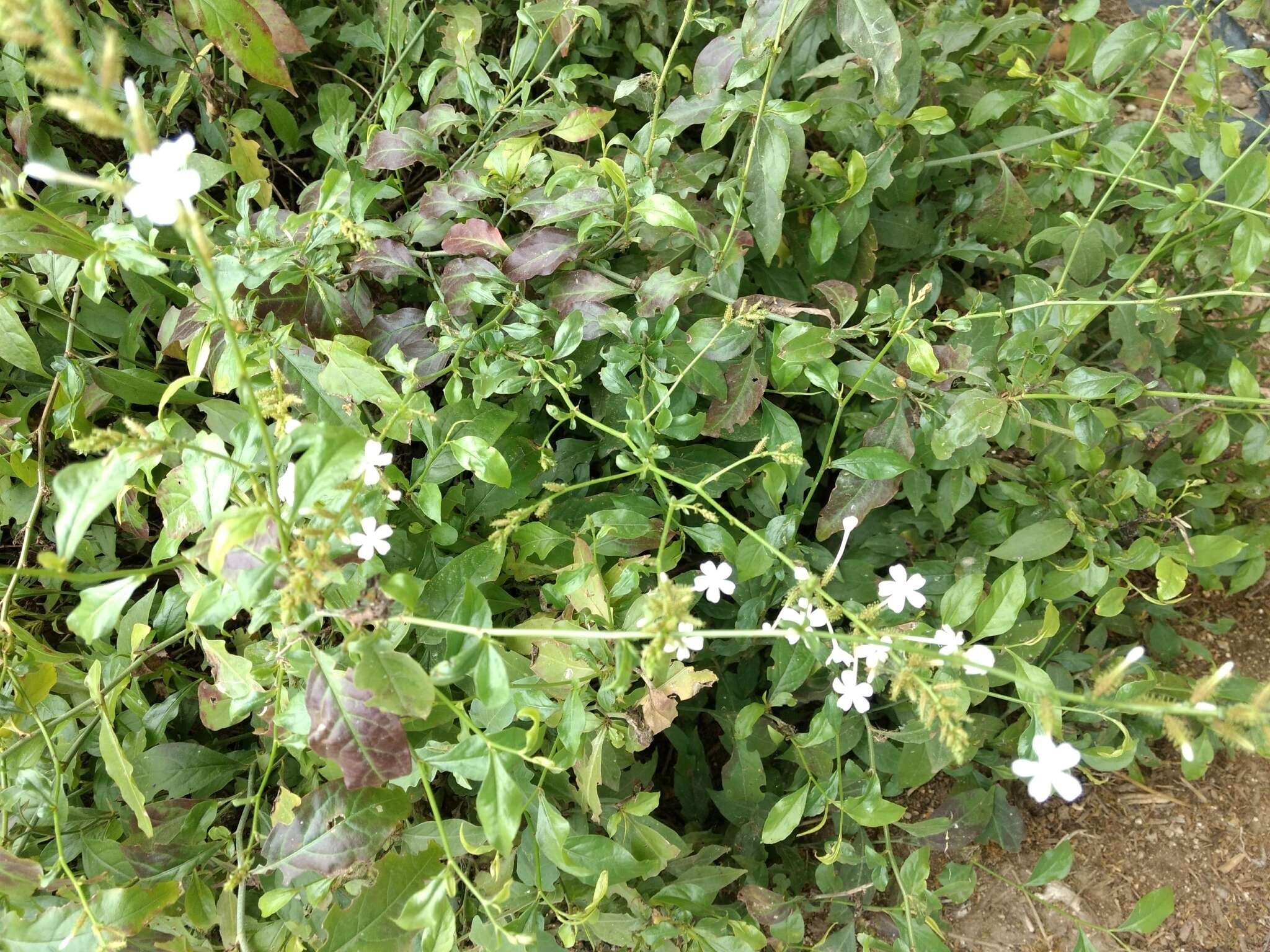 Image of wild leadwort