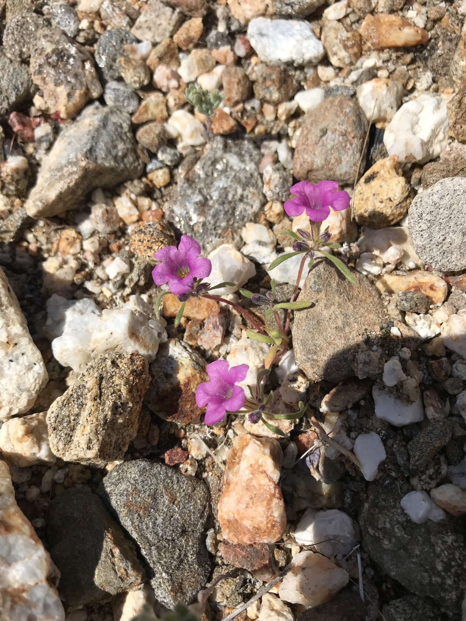 Plancia ëd Nama demissa var. demissa