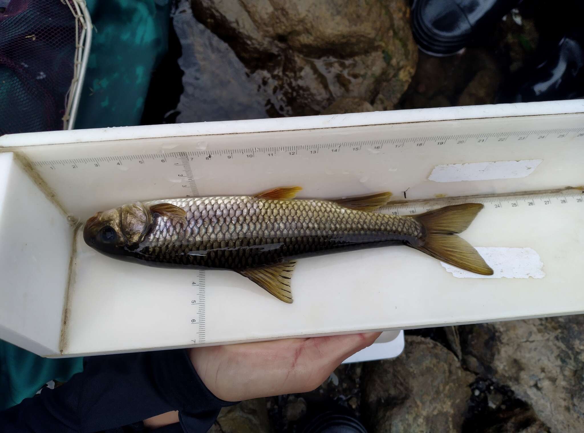 Image of Taiwan Shoveljaw Carp