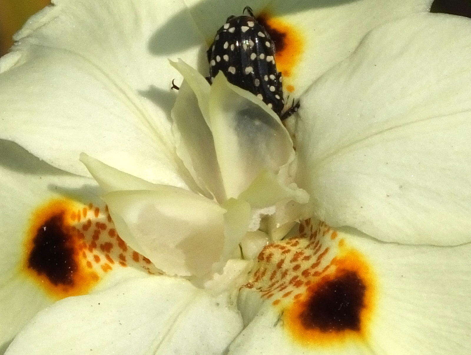 Image of African lily