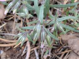 Image of longleaf phlox