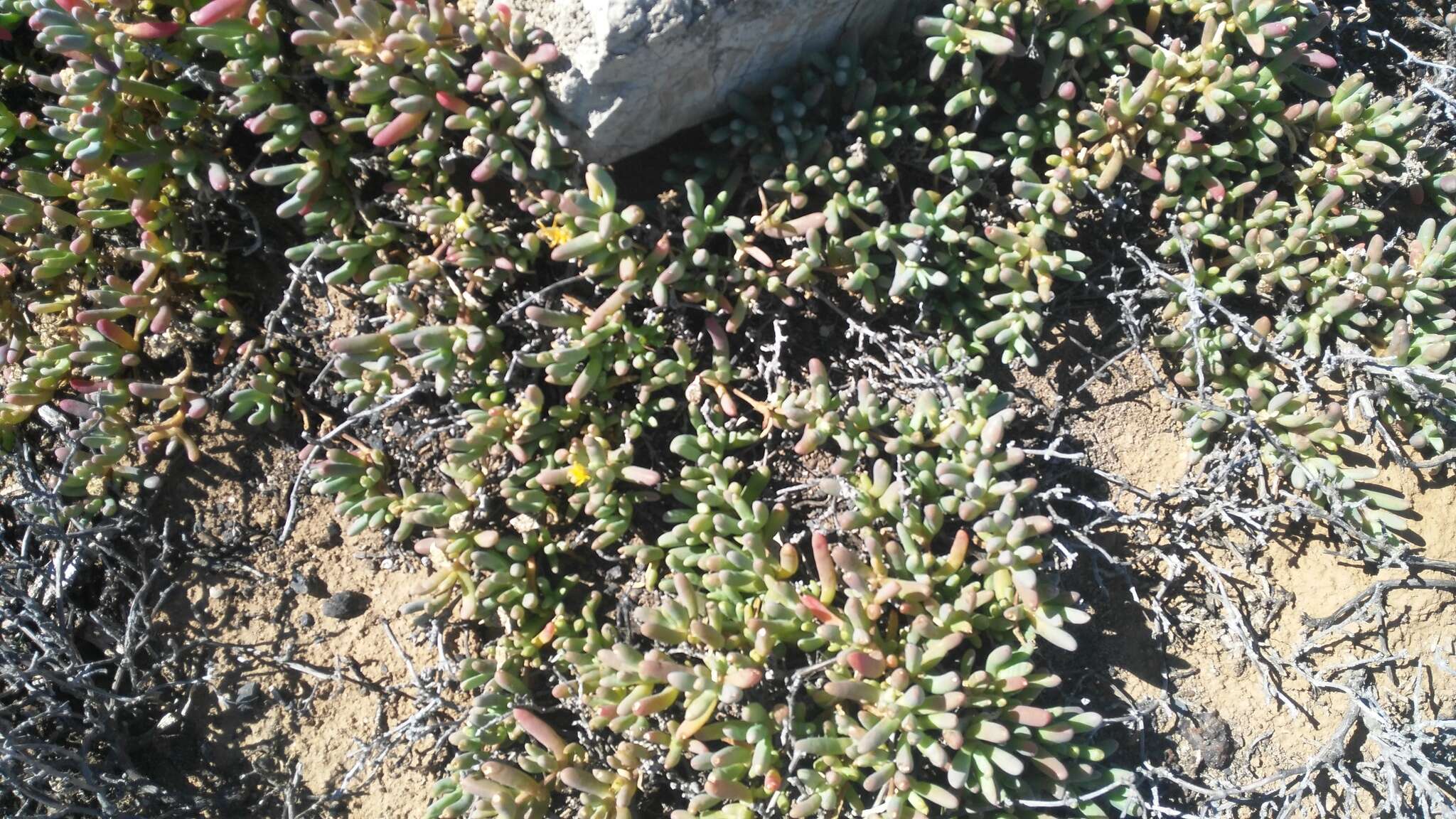 Image of Malephora uitenhagensis (L. Bol.) Jacobsen & Schwant.