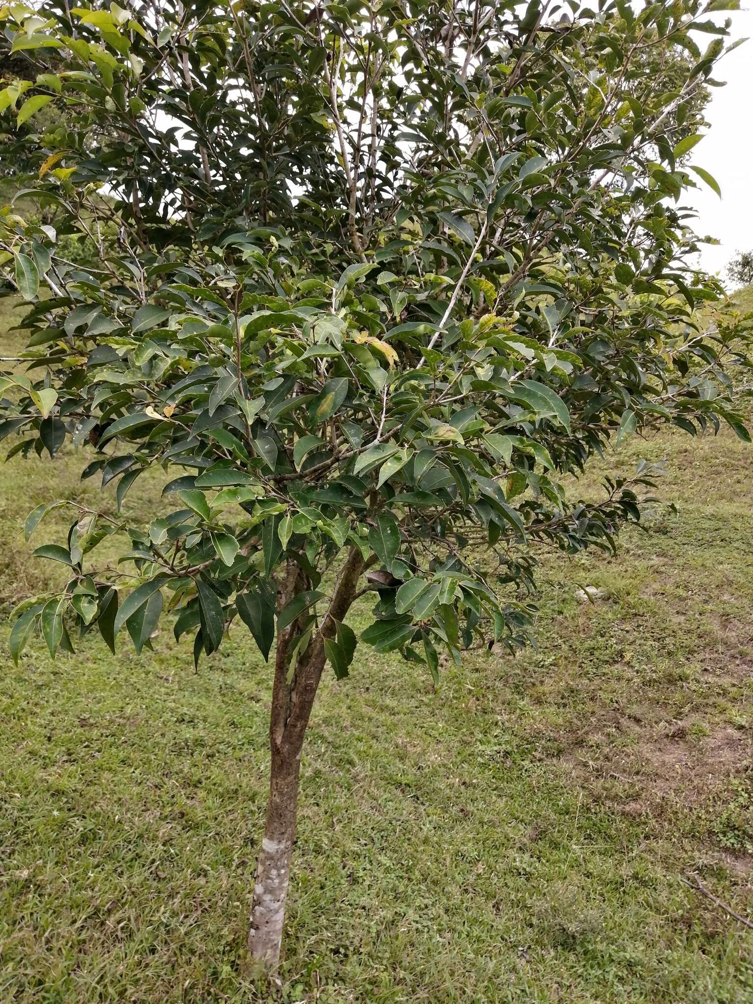 Image of Spanish cherry