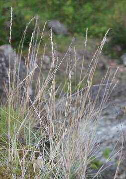 Image of Elymus reflexiaristatus (Nevski) Melderis