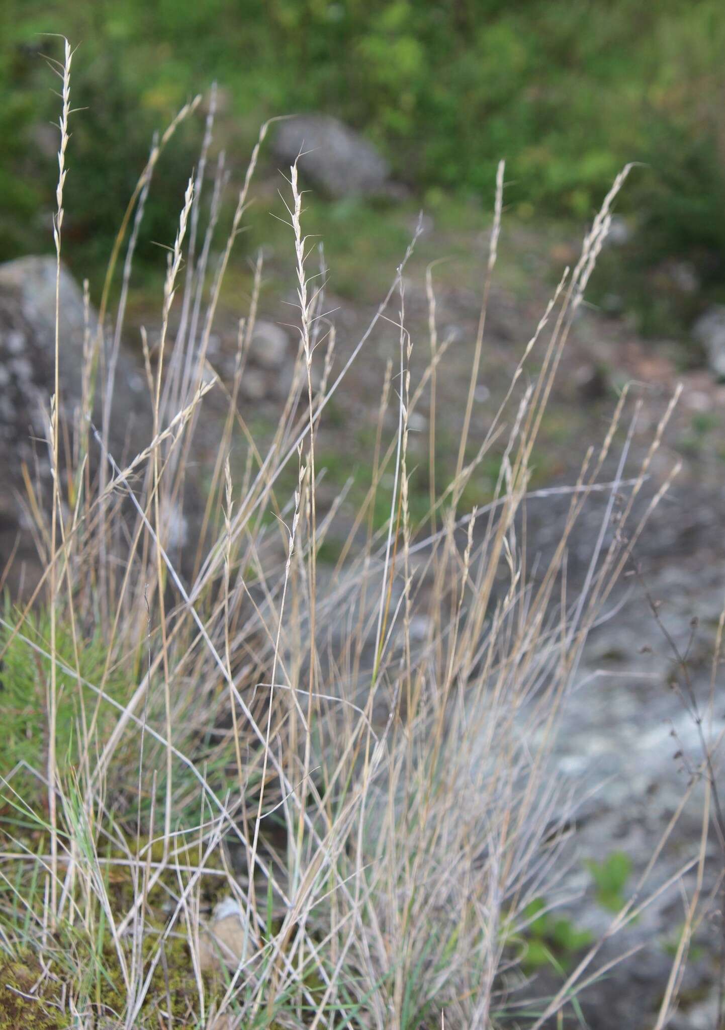 Image of Elymus reflexiaristatus (Nevski) Melderis