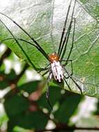 Image of Leucauge taiwanica Yoshida 2009