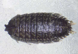 Image de Porcellio achilleionensis Verhoeff 1901