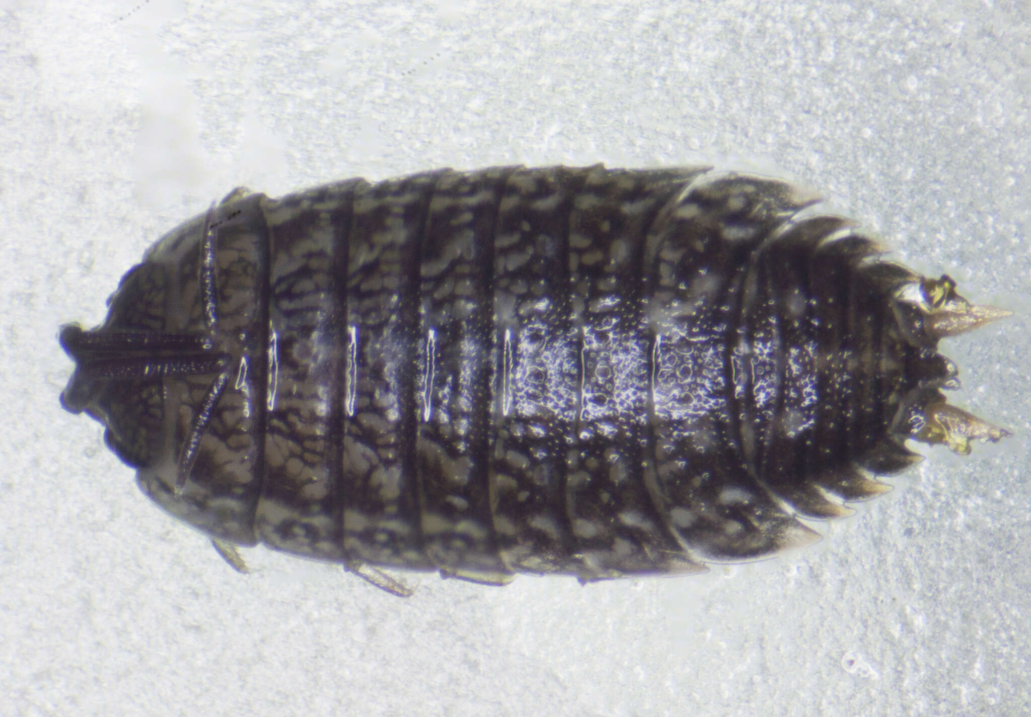 Image de Porcellio achilleionensis Verhoeff 1901