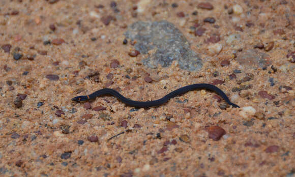 Image of Cantor's Dwarf Reed Snake