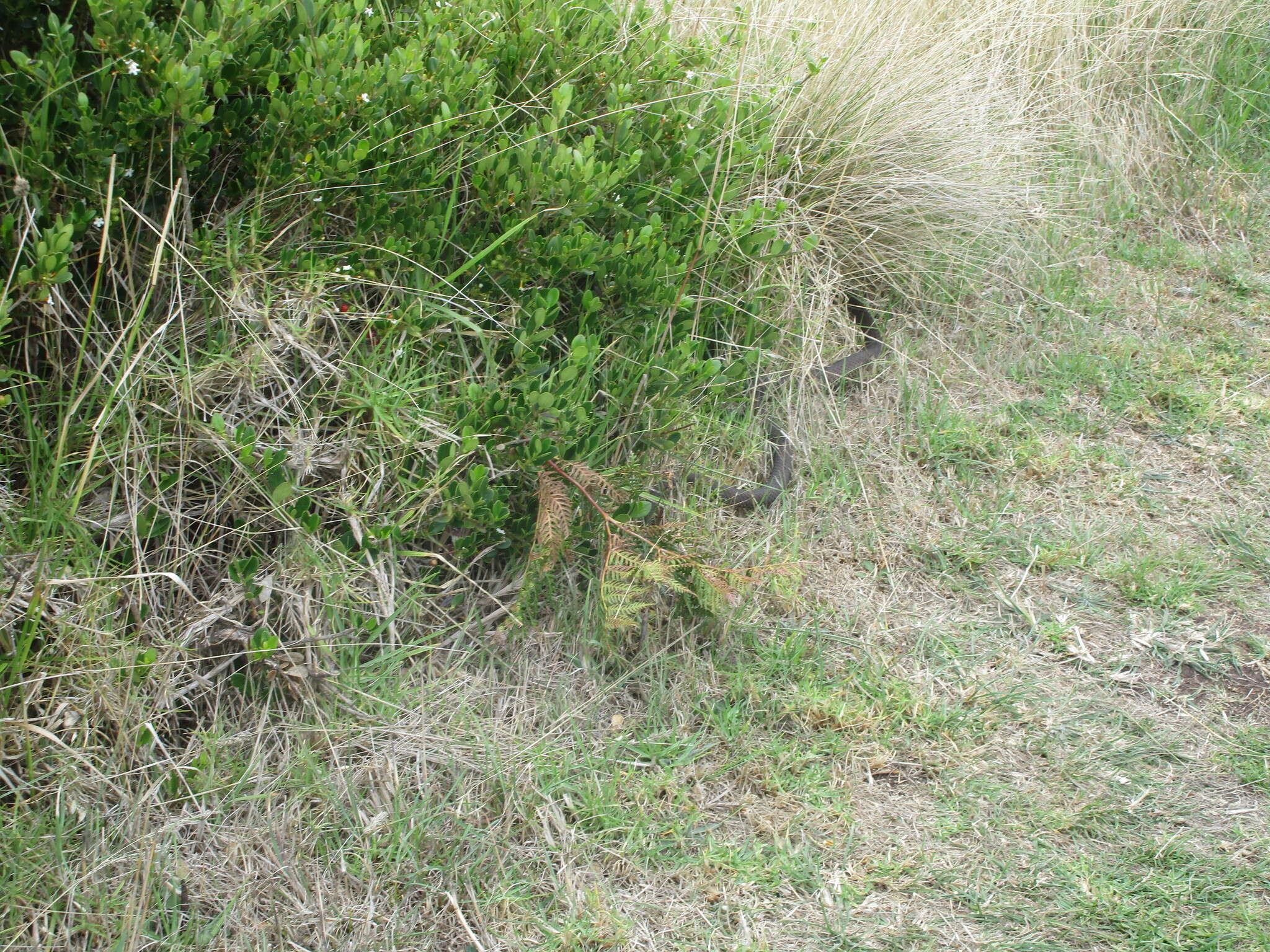 Image of Lowland copperhead