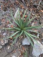 Image of Eryngium alternatum Coult. & N. E. Rose