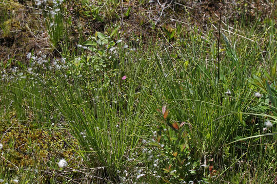 Image of Gray Bog Sedge