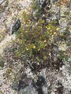 Image of Pedicularis labradorica var. labradorica