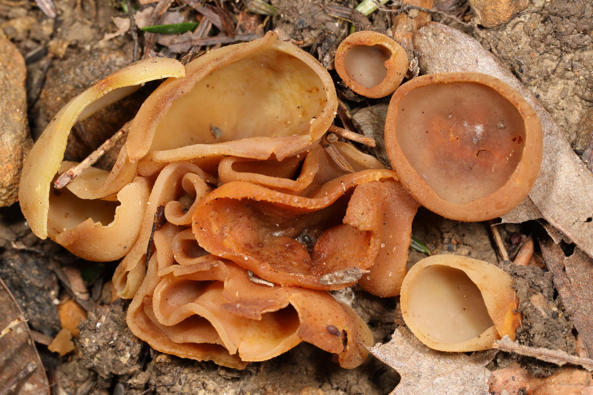 Image of Paragalactinia succosa (Berk.) Van Vooren