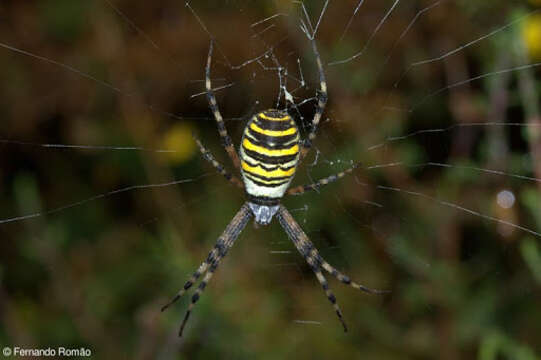 Image of Barbary Spider