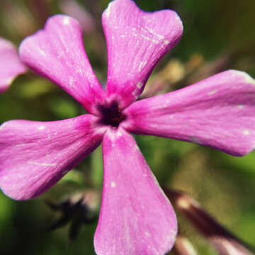 Imagem de Phlox pilosa L.