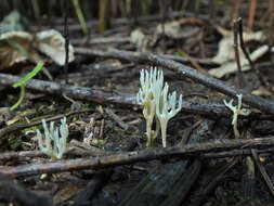 Image de Ramariopsis subtilis (Pers.) R. H. Petersen 1978