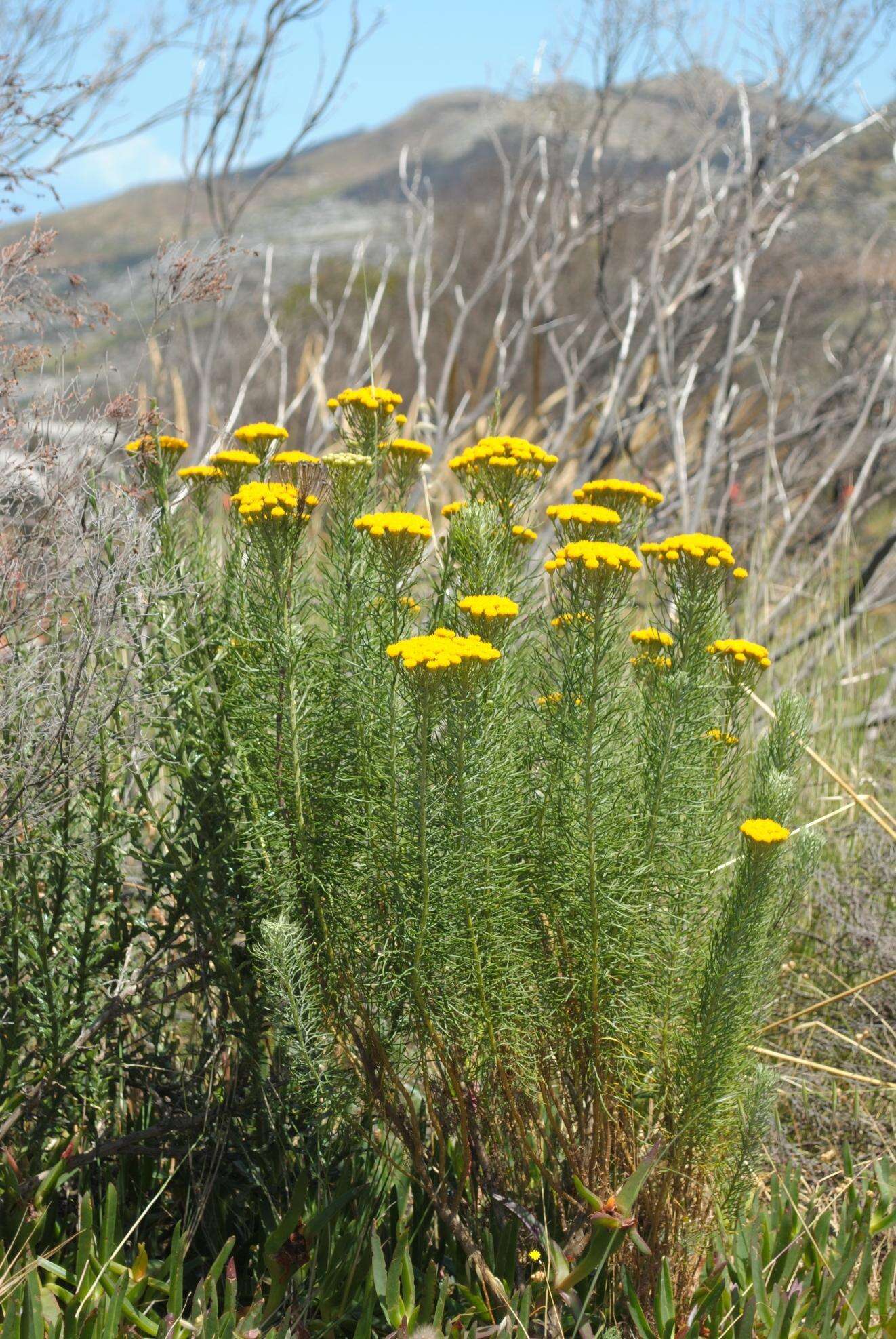 Слика од Athanasia crithmifolia subsp. crithmifolia