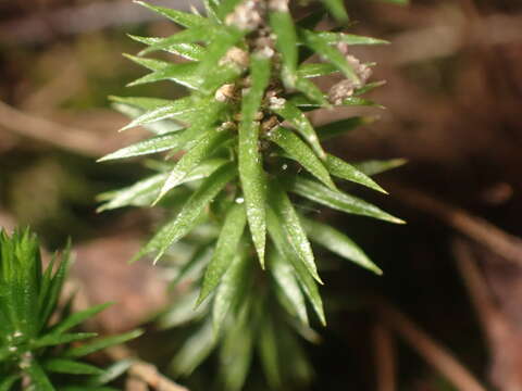 Image of Rock Club Moss