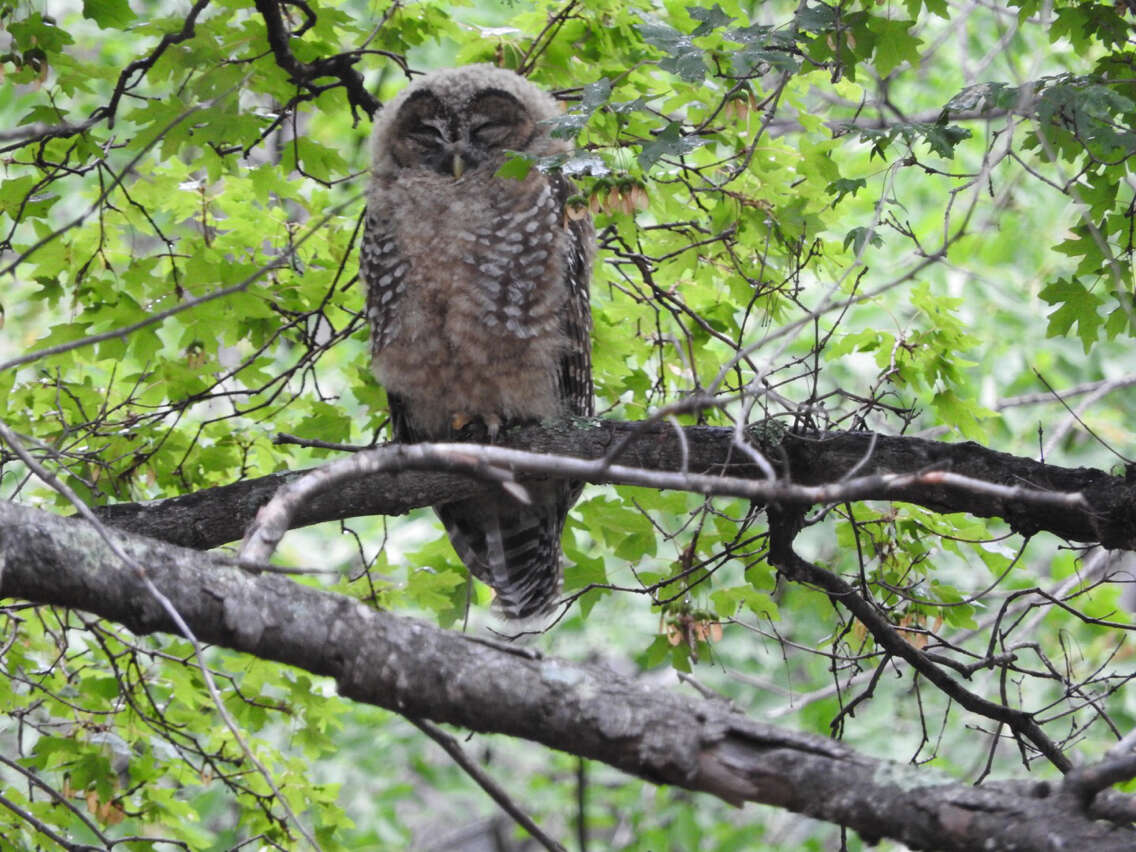 Image of Mexican Spotted Owl