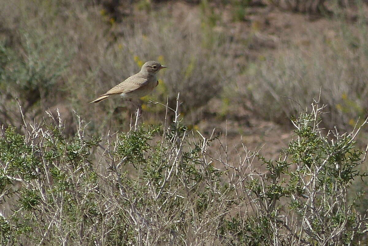 Image of Bar-tailed Desert Lark