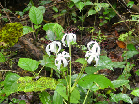 Imagem de Crinum erubescens L. fil. ex Aiton