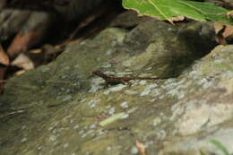 Image of Anguilla Bank Bush Anole