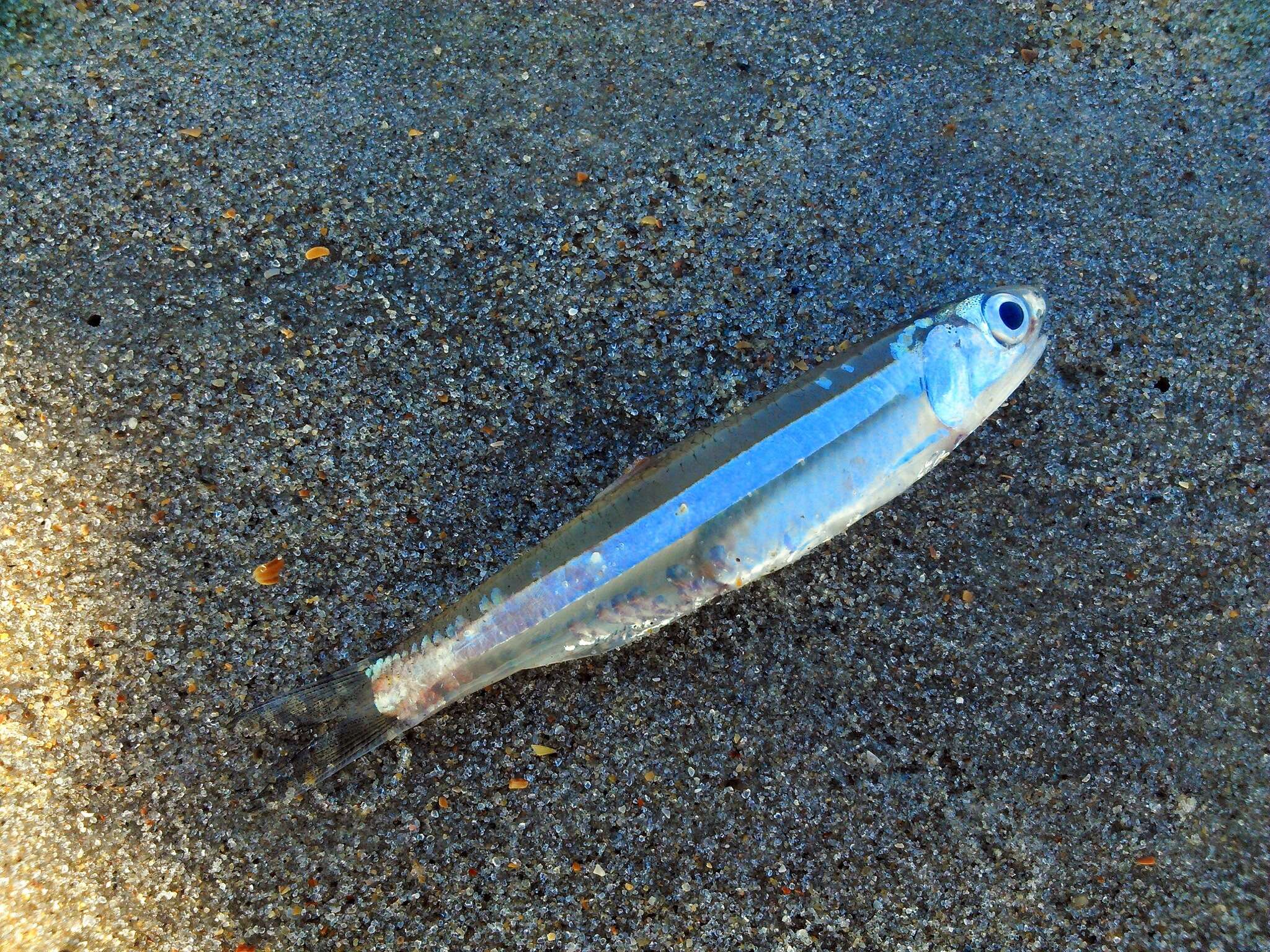 Image of Broad-striped Anchovy