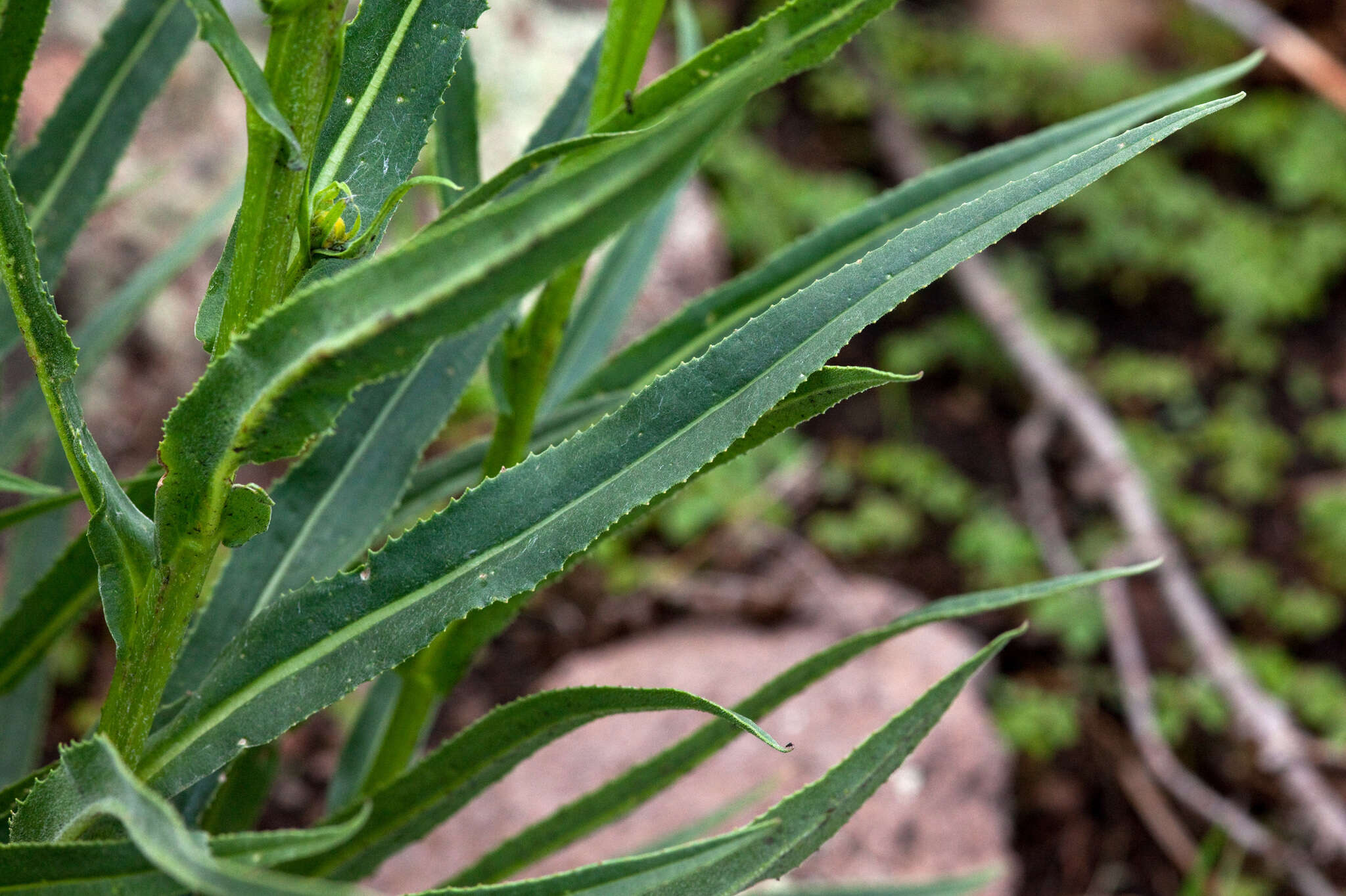 Image of Hall's ragwort