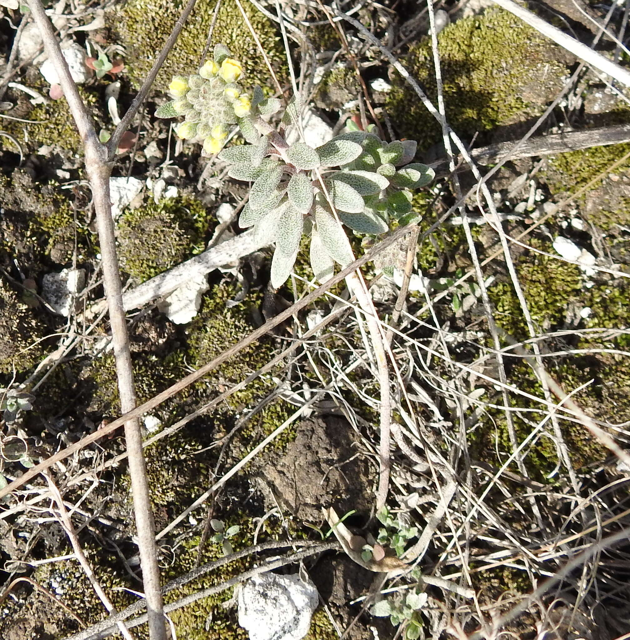 Image de Alyssum montanum subsp. gmelinii (Jord. & Fourr.) Hegi & E. Schmid