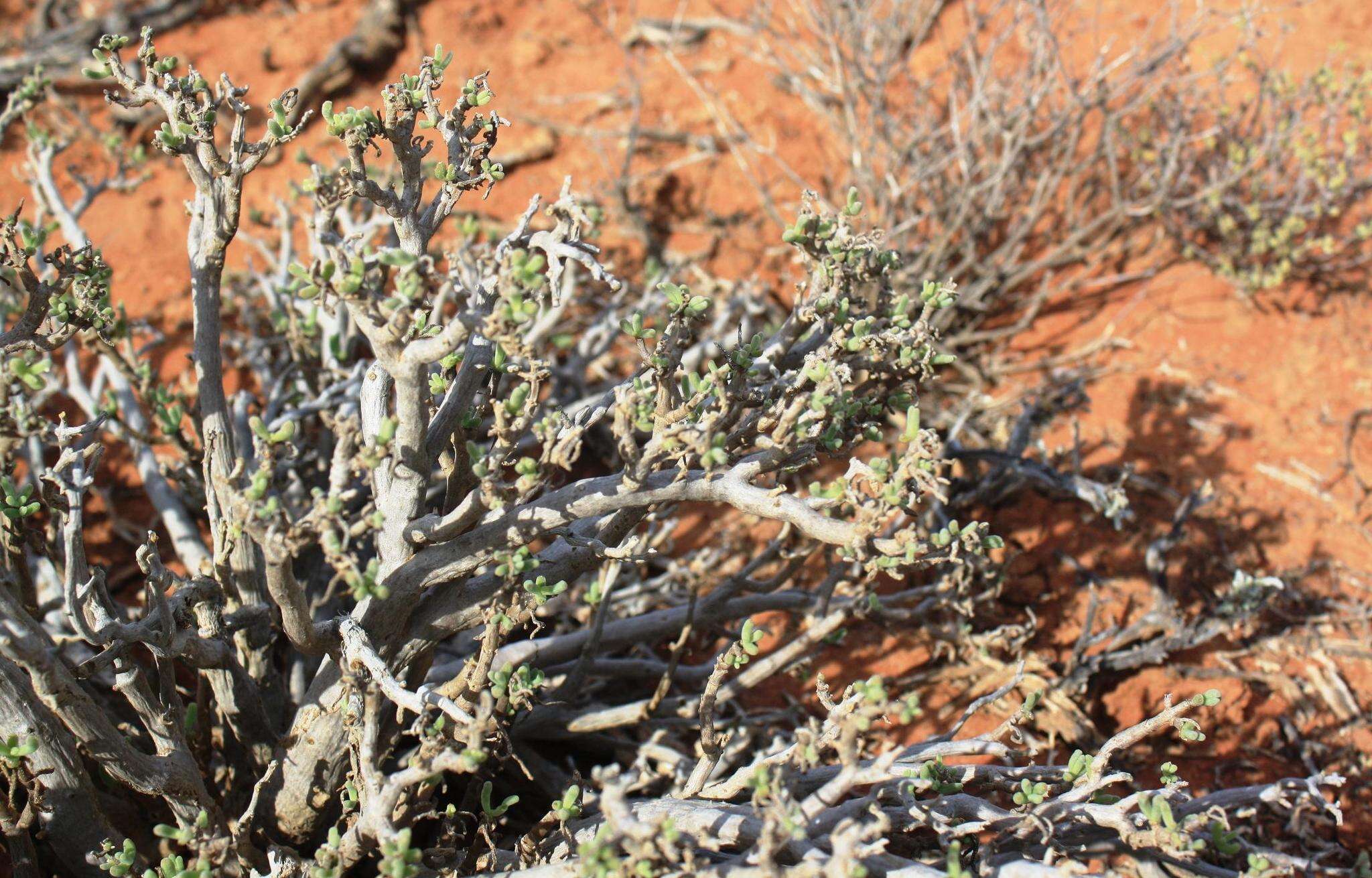 Imagem de Delosperma crassum L. Bol.