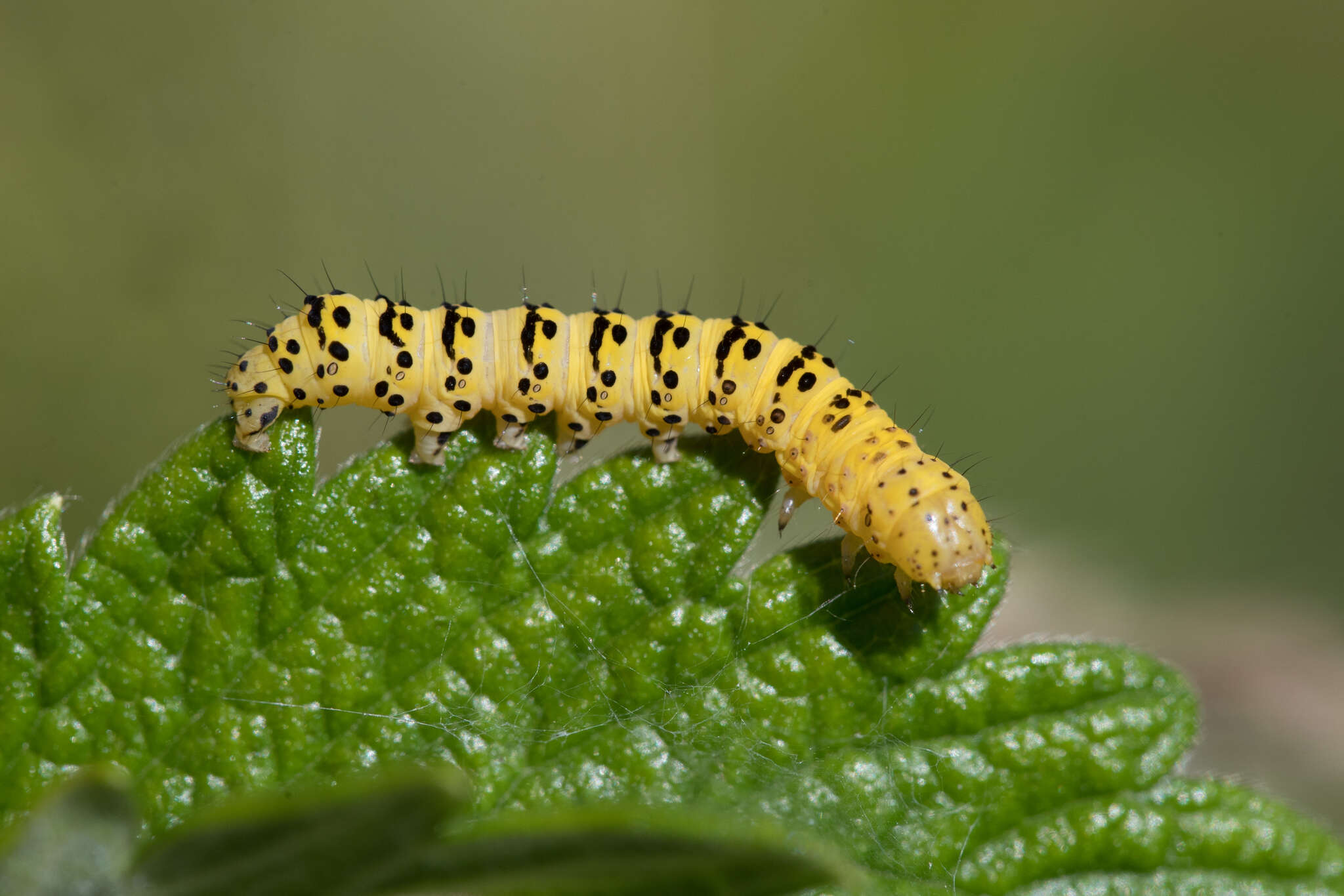 Image of Cucullia lychnitis Rambur 1833