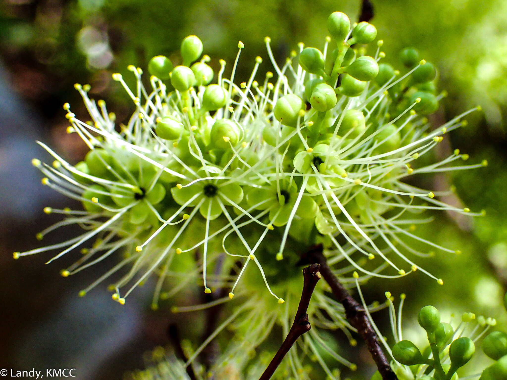 Sivun Neoapaloxylon madagascariense (Drake) Rauschert kuva