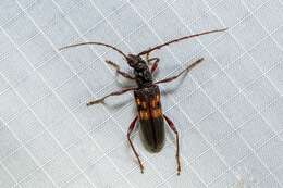 Image of Coptocercus rugicollis Aurivillius 1917