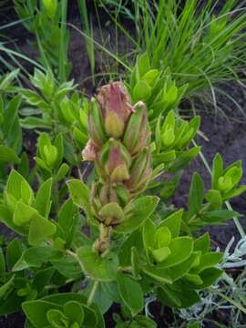 Plancia ëd Barleria monticola Oberm.