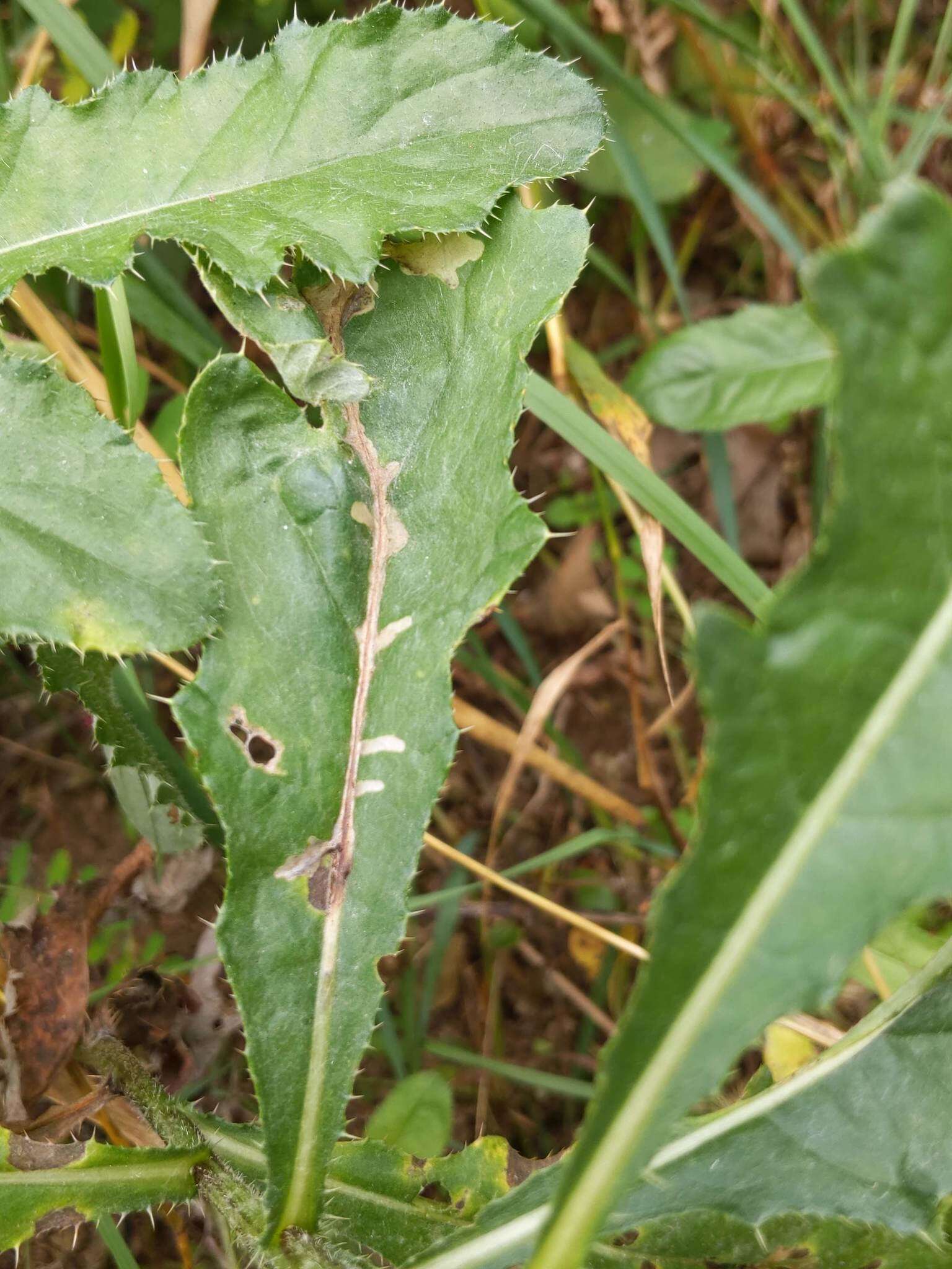 Image of Scrobipalpa acuminatella Sircom 1850