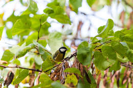 Image of Great Tit