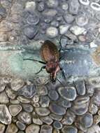 Image of Carabus (Eucarabus) ulrichii Germar 1824