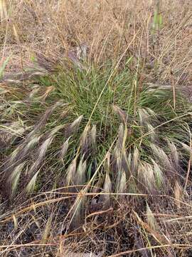 Image of Aristida behriana F. Muell.