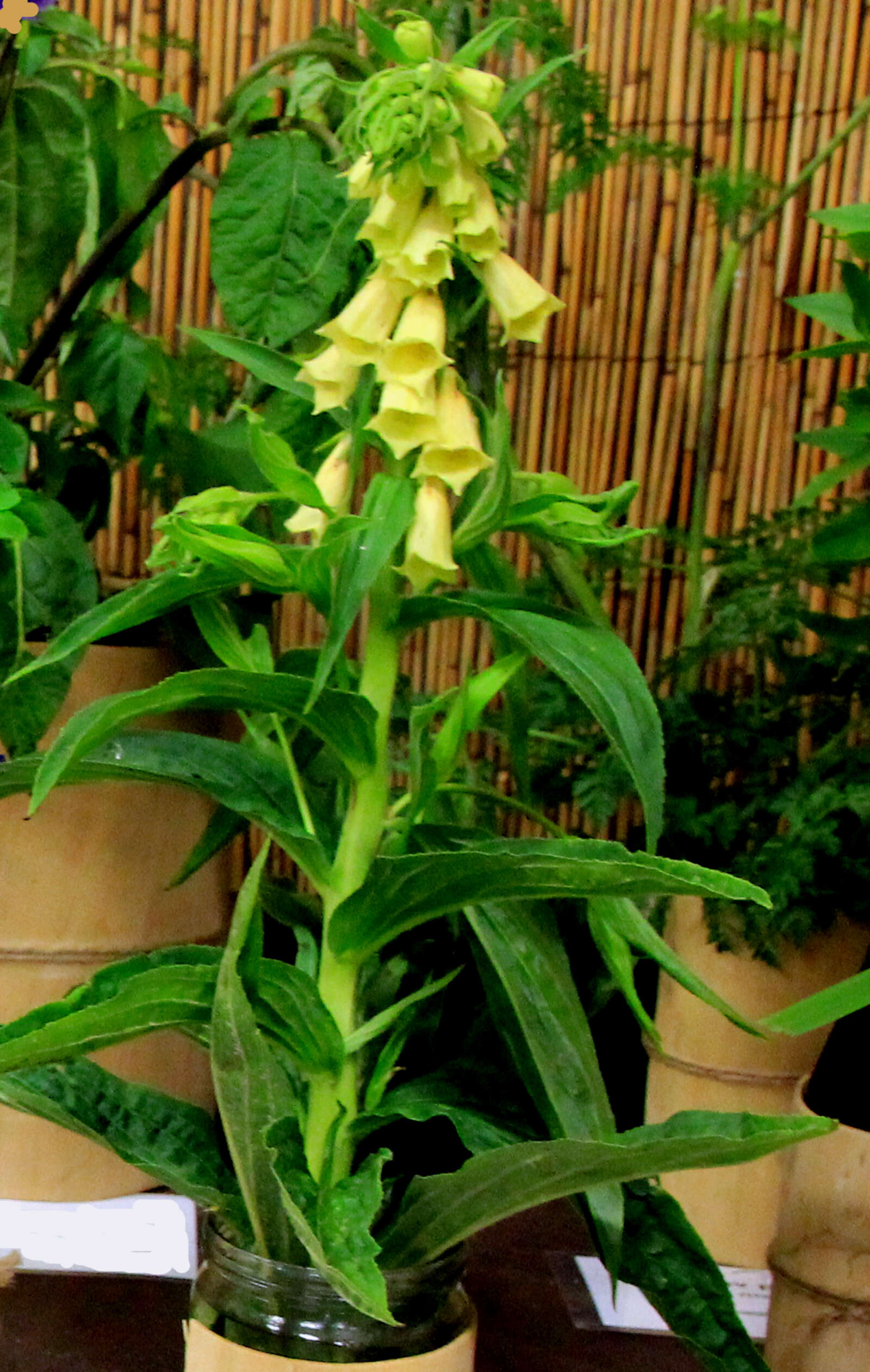 Слика од Digitalis grandiflora Mill.