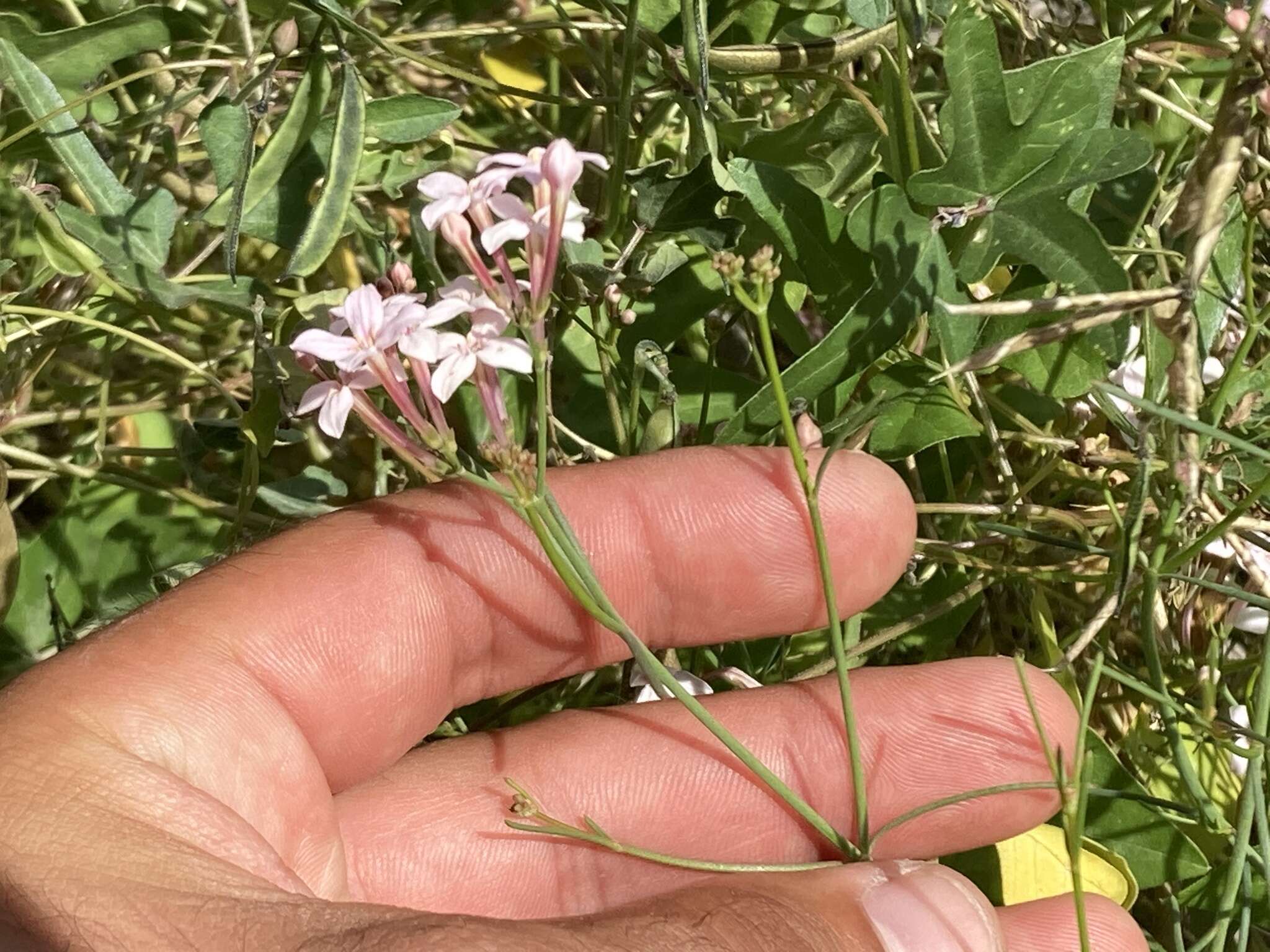 Image of Stenotis brevipes (Rose) Terrell