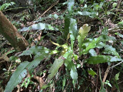 Imagem de Leptochilus hemionitideus (C. Presl) Noot.