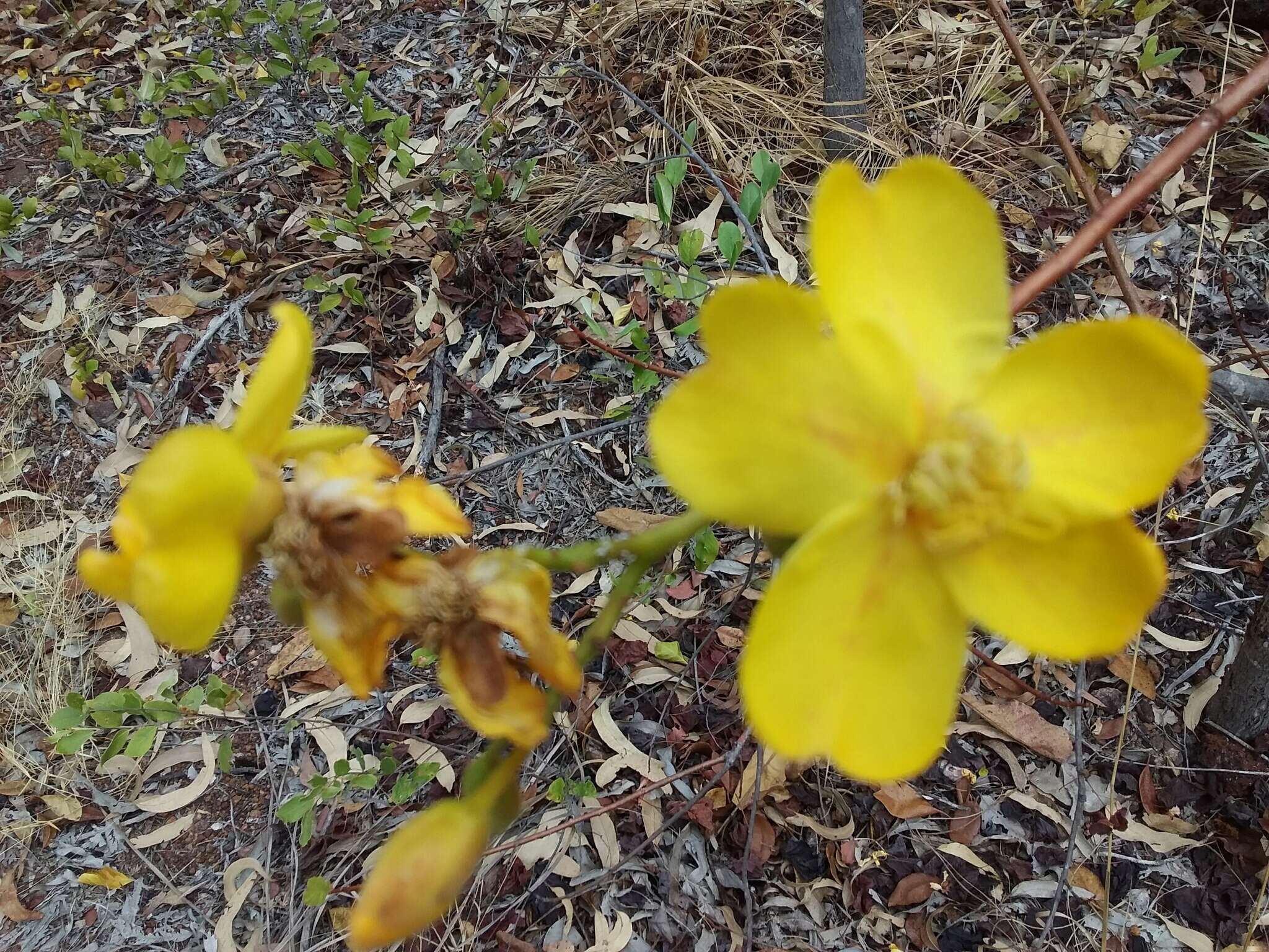 Imagem de Cochlospermum fraseri Planch.