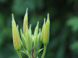 Image of redsepal evening primrose