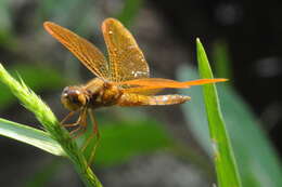 Image of Perithemis icteroptera (Selys ex Sagra 1857)