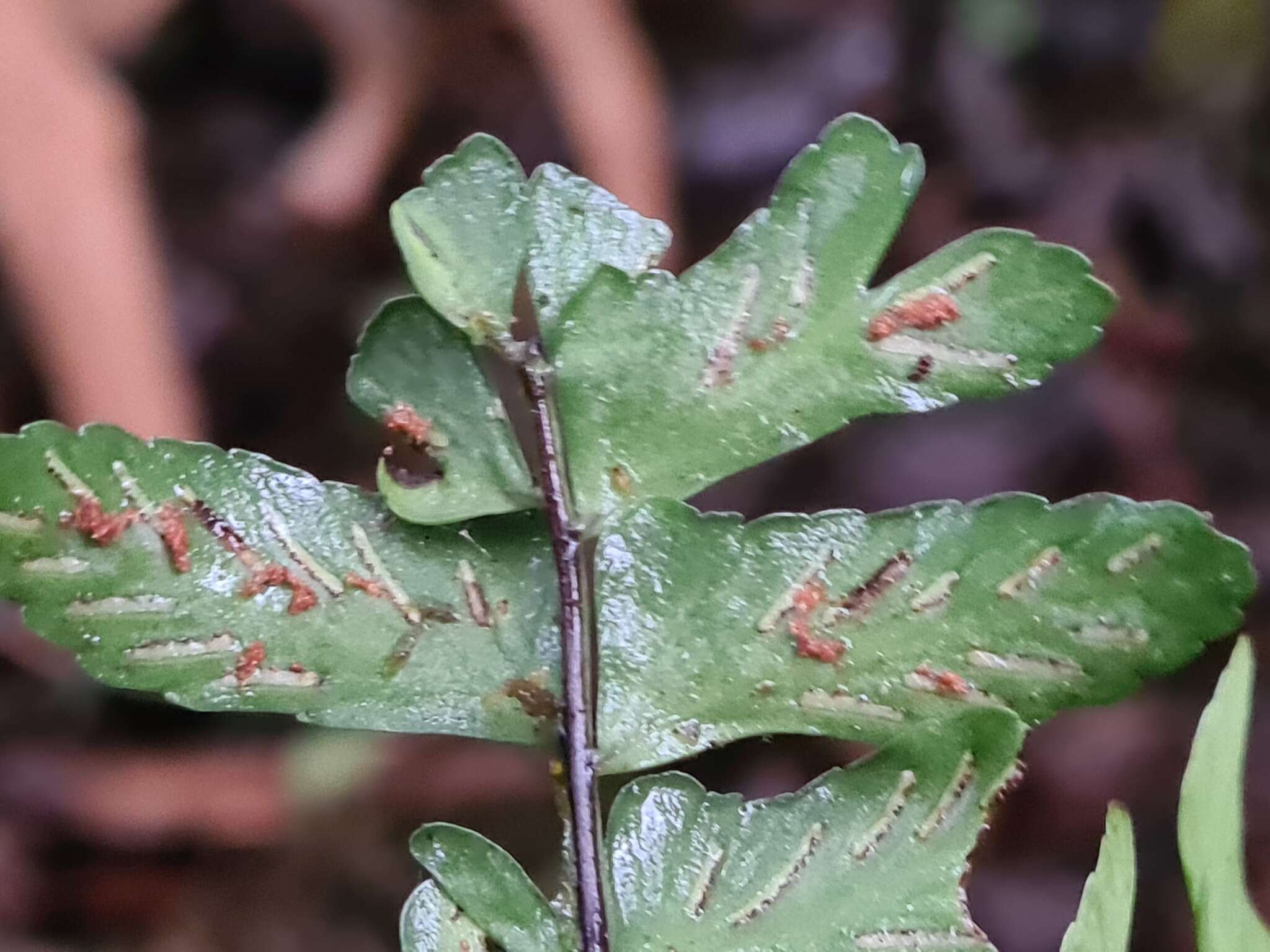 Imagem de Asplenium cirrhatum Rich. ex Willd.